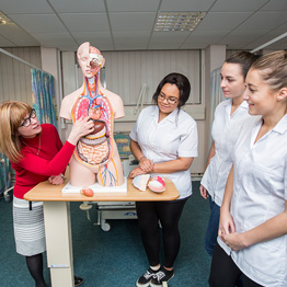 Nursing students studying an anatomy model